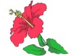 ハイビスカス.jpg ハイビスカス.jpg